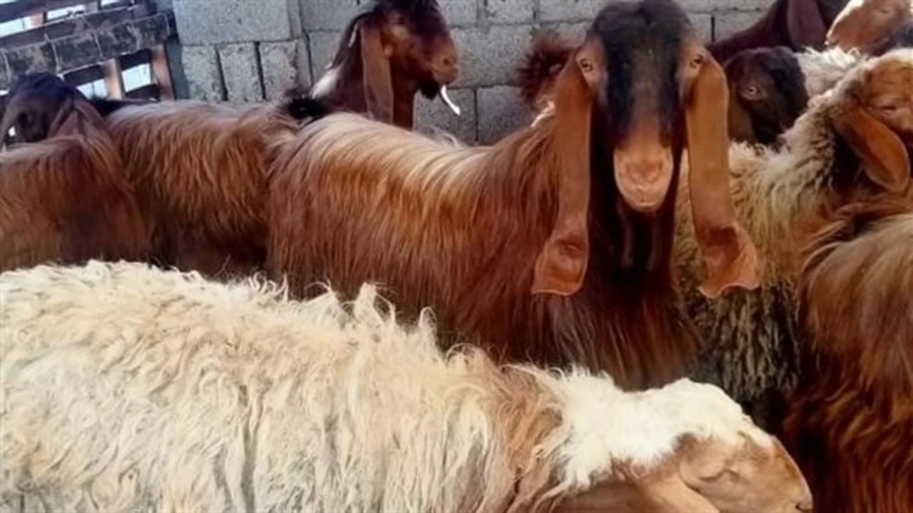 أفضل وقت للذبح.. إرشادات دار الإفتاء عن الأضحية عيد الأضحى